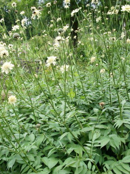 Cephalaria gigantea - Riesen-Schuppenkopf - Tatarian cephalaria