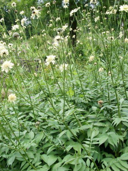 Cephalaria gigantea - Riesen-Schuppenkopf - Tatarian cephalaria