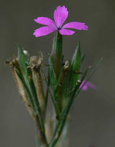 Dianthus armeria - Rauhe Nelke - Deptford pink