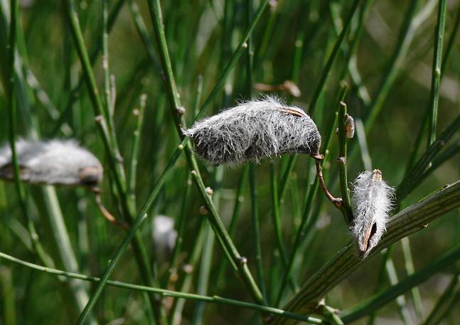 Cytisus striatus - Gestreifter Geiklee - Portuguese broom