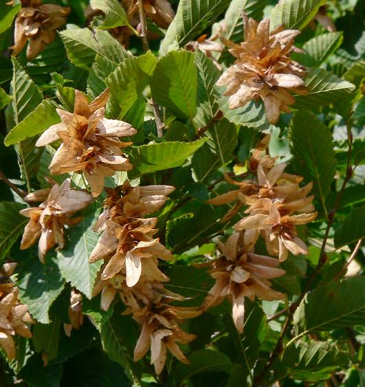 Carpinus betulus - Hainbuche - European hornbeam