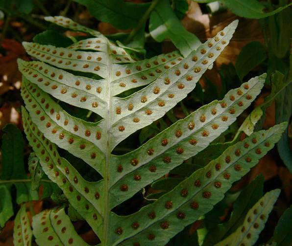 Polypodium vulgare - Tpfelfarn - common polypody