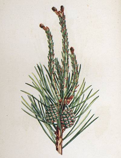 Pinus sylvestris - Gemeine Kiefer - Scotch pine