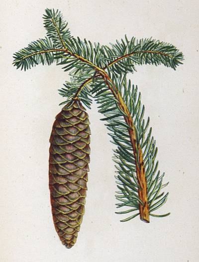 Picea abies - Fichte - Norway spruce