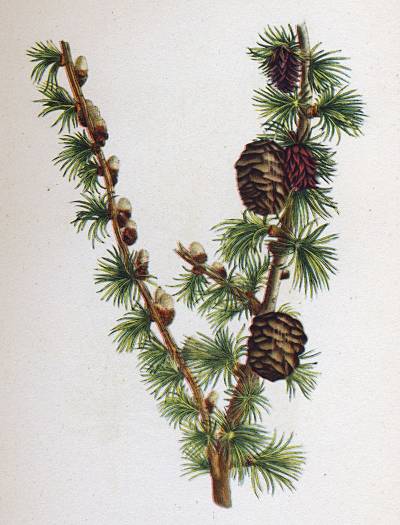 Larix decidua - Lärche - European larch