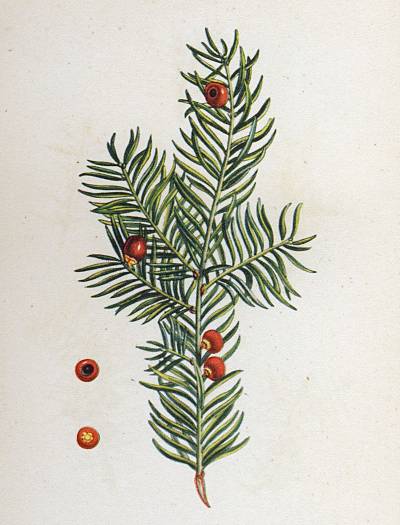 Taxus baccata - Eibe - English yew