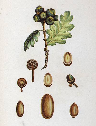 Quercus petraea - Trauben-Eiche - durmast oak