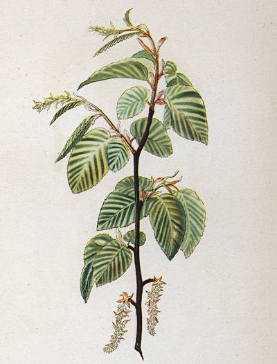 Carpinus betulus - Hainbuche - European hornbeam