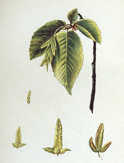 Carpinus betulus - Hainbuche - European hornbeam