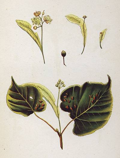 Tilia platyphyllos - Sommer-Linde - large-leaved lime