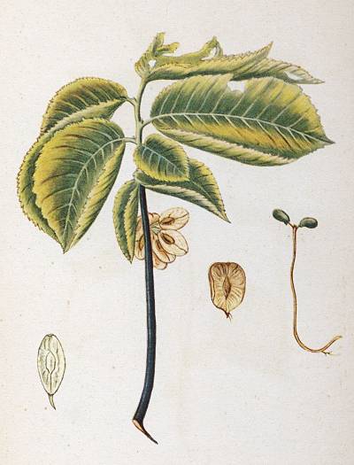 Ulmus minor - Feld-Ulme - smooth-leaved elm