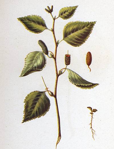 Betula pendula - Hänge-Birke - European white birch