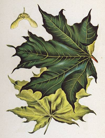 Acer platanoides - Spitz-Ahorn - Norway maple