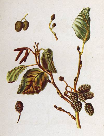 Alnus glutinosa - Schwarz-Erle - European alder