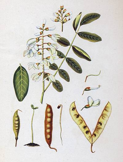 Robinia pseudoacacia - Robinie - black locust