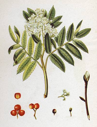 Sorbus aucuparia - Eberesche - European mountain ash