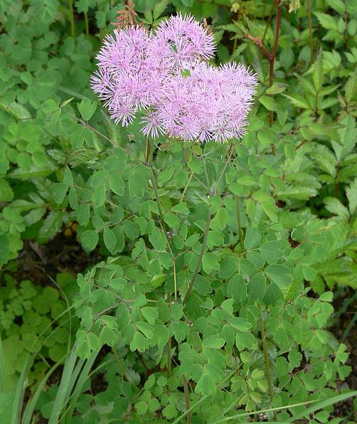 Thalictrum aquilegiifolium - Akeleiblttrige Wiesenraute - columbine meadow rue
