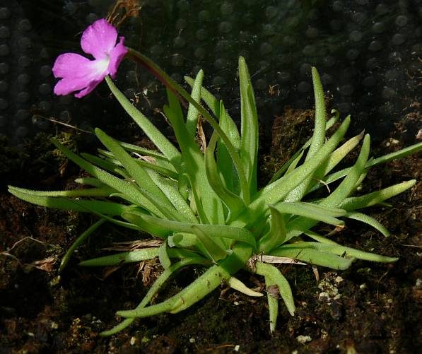 Pinguicula hybr. - Fettkraut-Kultivar - bladderwort
