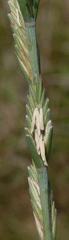 Elymus obtusiflorus - Stumpfbltige Quecke - tall wheat grass