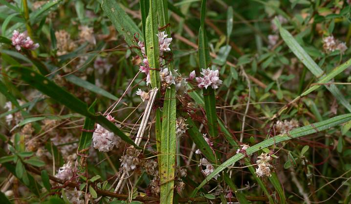 Cuscuta epithymum - Quendel-Seide - thyme dodder