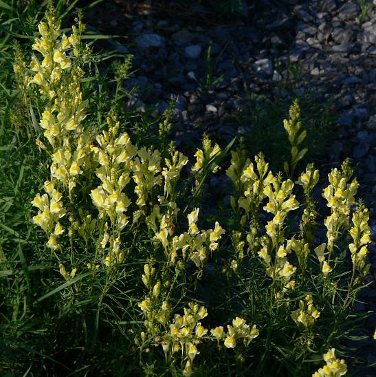 Linaria vulgaris - Gemeines Leinkraut - yellow toadflax