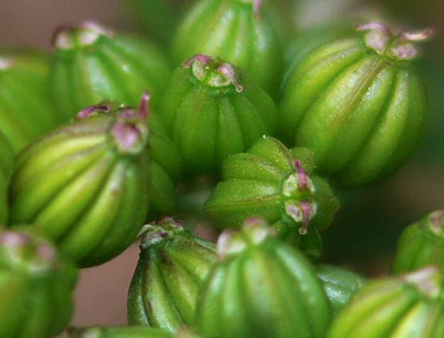 Aethusa cynapium - Hundspetersilie - fool's parsley