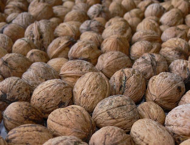 Juglans regia - Walnuss - English walnut