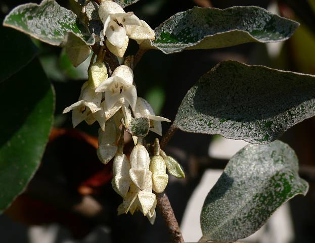 Elaeagnus  ebbingei - Wintergrne lweide - Ebbinge's silverberry