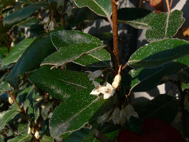 Elaeagnus  ebbingei - Wintergrne lweide - Ebbinge's silverberry