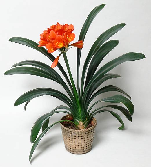 Clivia miniata - Klivie - Kaffir-lily