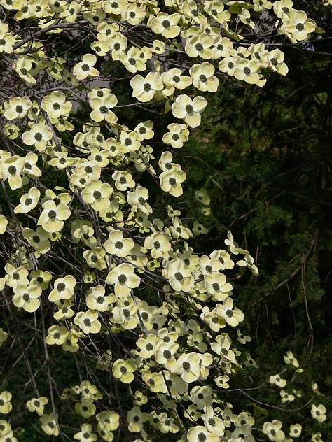 Cornus florida - Blumen-Hartriegel - flowering dogwood