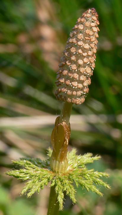 Equisetum pratense - Wiesen-Schachtelhalm - meadow horsetail