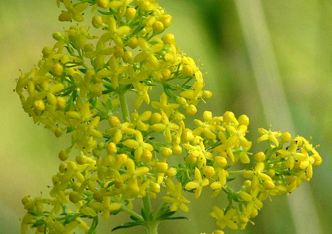 Galium verum - Echtes Labkraut - yellow bedstraw