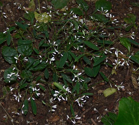 Euphorbia hybr. 'Inneuphe' 'Diamond Frost' - Euphorbie 'Diamond Frost' - euphorbia 'Diamond Frost'