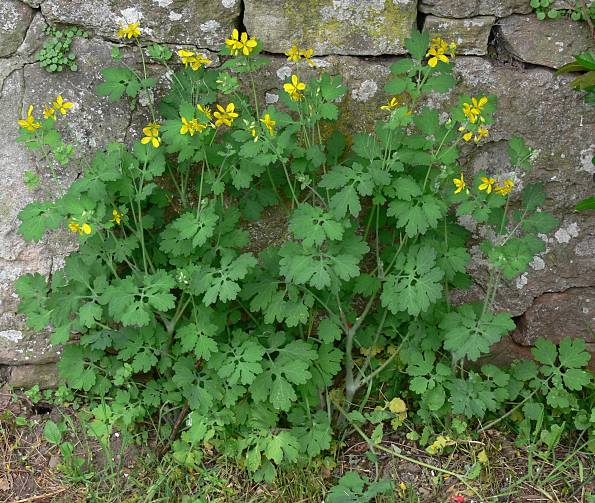 Chelidonium majus - Schllkraut - celandine