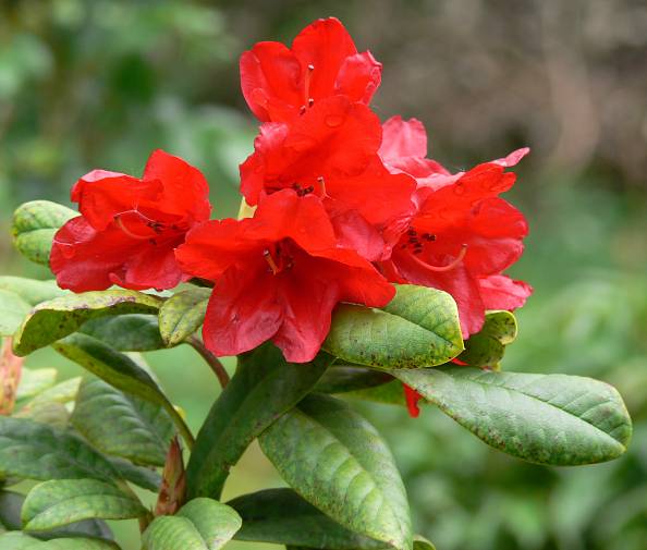 Rhododendron spec. - Rhododendron - rhododendron