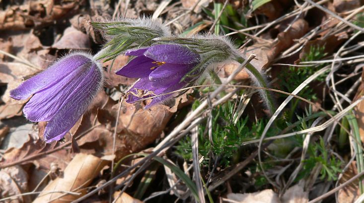 Pulsatilla vulgaris - Kchenschelle - European pasqueflower