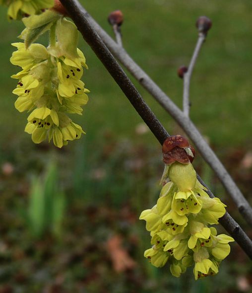 Corylopsis sinensis - Chinesische Scheinhasel - winter-hazel