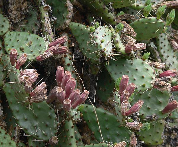 Opuntia humifusa - Feigen-Kaktus - creeping prickly-pear