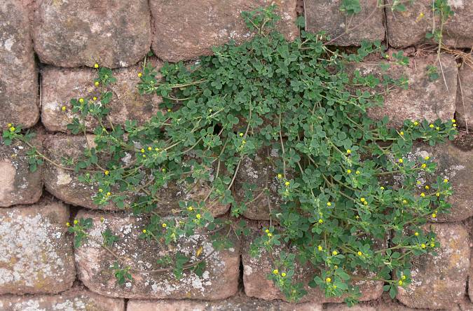 Medicago lupulina - Hopfenklee - black medick