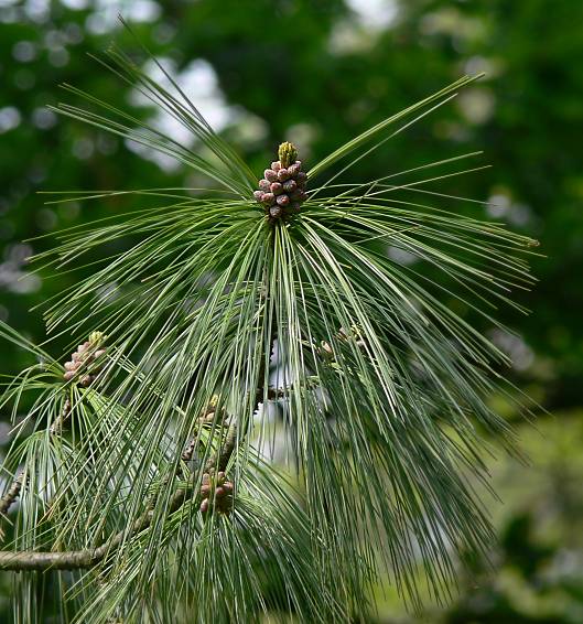 Pinus wallichiana - Trnen-Kiefer - Bhutan pine
