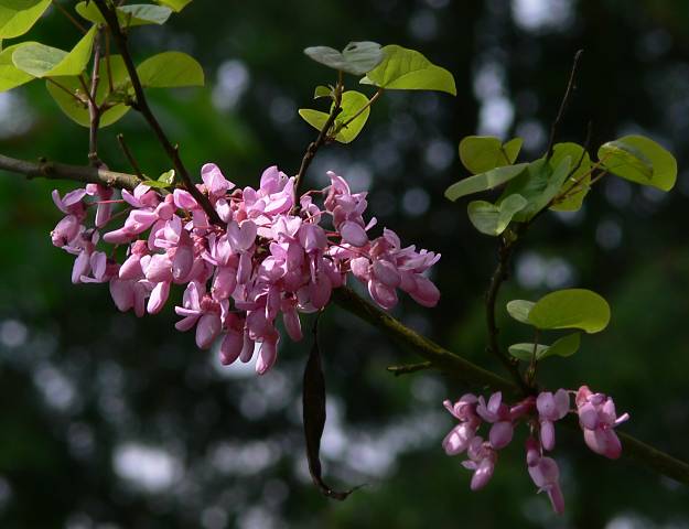 Cercis siliquastrum - Judasbaum - Judas tree