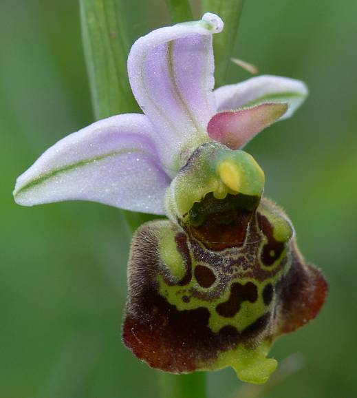 Ophrys holoserica - Hummel-Ragwurz - late spider orchid