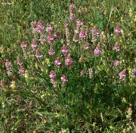 Onobrychis viciifolia - Saat-Esparsette - sainfoin