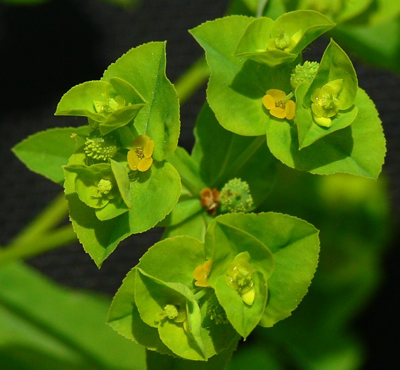 Euphorbia platyphyllos - Breitblttrige Wolfsmilch - broad-leaved spurge