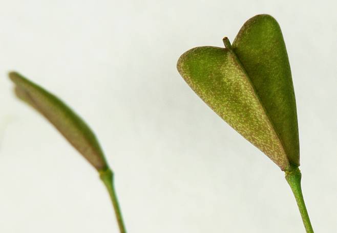 Capsella bursa-pastoris - Hirtentschel - shepherd's purse