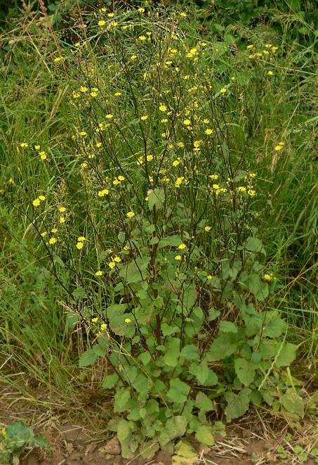 Lapsana communis - Gewhnlicher Rainkohl - common nipplewort