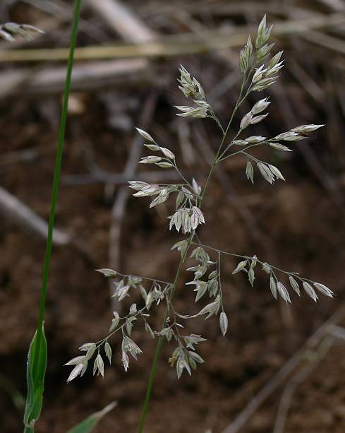 Holcus lanatus - Wolliges Honiggras - common velvet grass