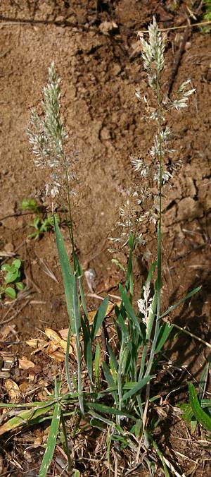 Holcus lanatus - Wolliges Honiggras - common velvet grass