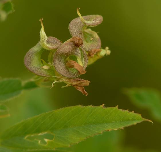 Medicago sativa - Saat-Luzerne - alfalfa